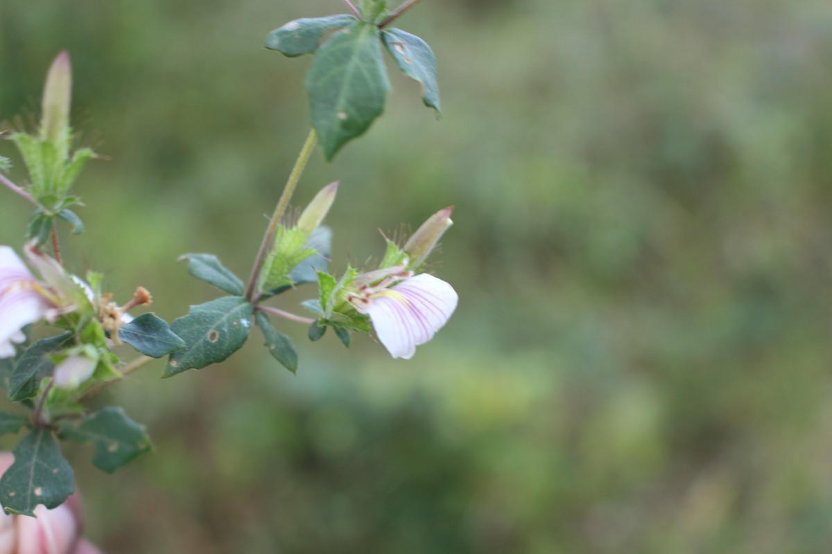 Blepharis maderaspatensis (L.) B.Heyne ex Roth